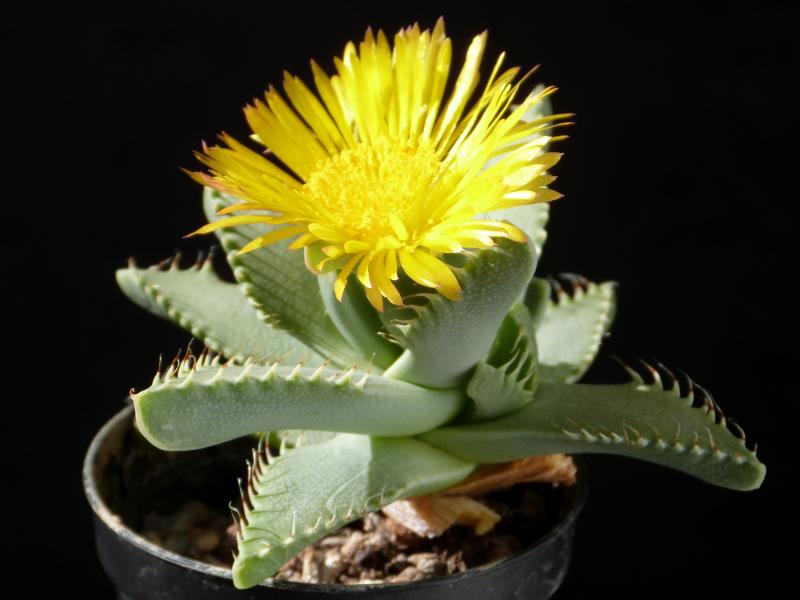 Mother plant with flower